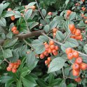 Cotoneaster franchetti fruit P17 P27